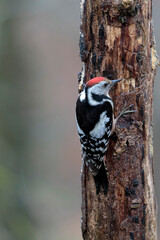Middle spotted Woodpecker Dendrocopos medius climbing on dead trunk