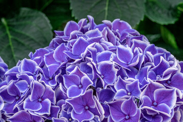 Bigleaf Hydrangea