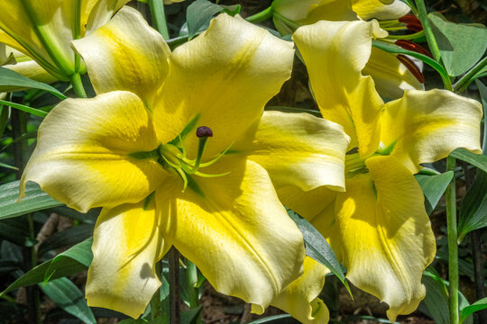 Oriental Trumpet Lily