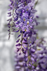 Wisteria sinensis