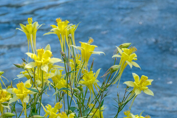 Sierra Columbine
