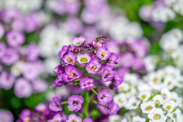 Obraz premium Sweet alyssum