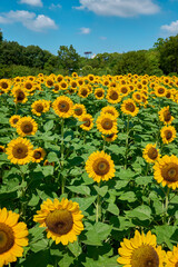 Obraz premium Sunflower Field in Nagai Park（長居公園）