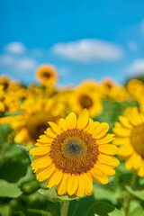 Sunflower Field in Nagai Park（長居公園）