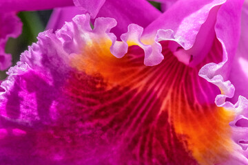 Fototapeta na wymiar Cattleya Orchid