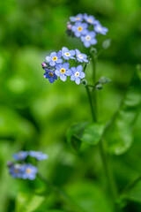 Alpine Forget-me-not