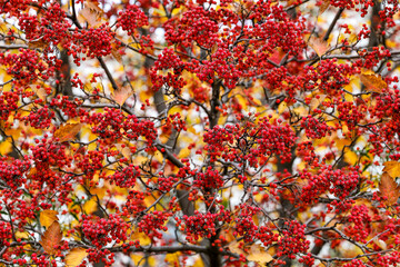 Ripe red hawthorn berries