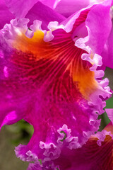 Obraz na płótnie Canvas Cattleya Orchid