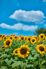 Fototapeta premium Sunflower Field in Nagai Park（長居公園）