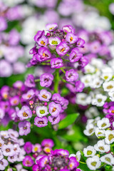 Sweet alyssum