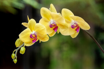 Fototapeta na wymiar Moth Orchid