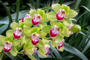 Cymbidium Orchid