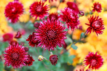 chrysanthemum flowers