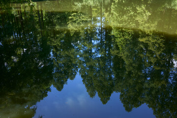 Reflection of Trees in Water