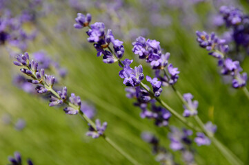 Blooming lavender close up