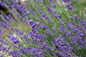 Fototapeta premium Blooming lavender close up
