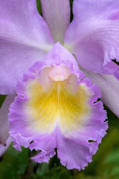 Labellum Color รูปภาพLabellum – เลือกดูภาพถ่ายสต็อก เวกเตอร์ และวิดีโอ1,290 | Adobe Stock