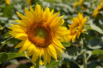 blooming sunflower field in Vojvodina