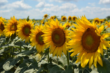 Obraz premium blooming sunflower field in Vojvodina