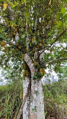is a photo with the object of a cempedak tree that is bearing quite a lot of fruit, and soon to be harvested, a tree that is quite large and lush