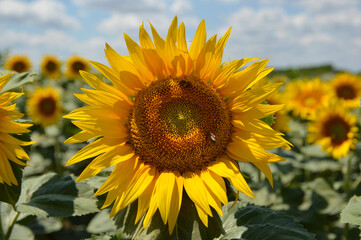 blooming sunflower field in Vojvodina
