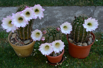 Blooming Easter lily cactus