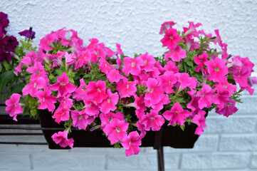 Blooming pink petunias in the flower pot