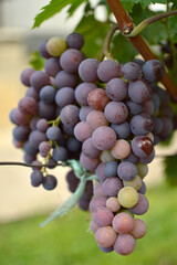 ripe grapes in vineyard close up