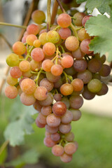 ripe grapes in vineyard close up