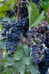ripe grapes in vineyard close up