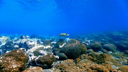Fototapeta na wymiar Sea turtle over the reef