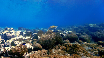 Sea turtle over the reef