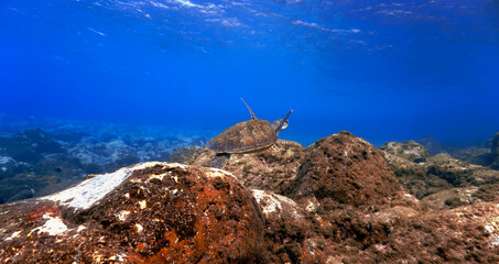 Sea turtle over the reef