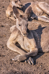 A couple of kangaroos lying on the sand