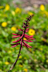 Coral bean plant