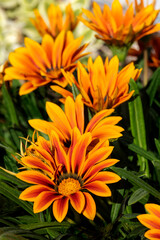 Gazania flowers