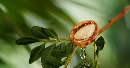 Argan tree nuts oil