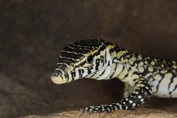 Juvenile Nile Monitor lizard