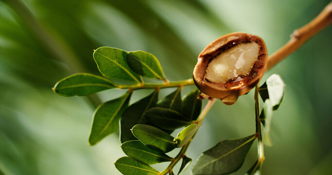 Argan tree nuts oil
