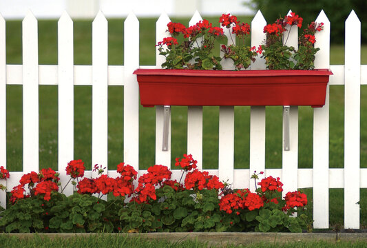 Geraniums in flowerbox on white picket fence.
