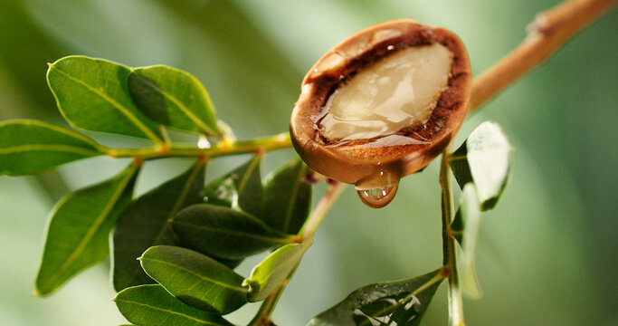 Argan tree nuts oil
