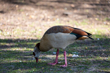Egyptian goose on the grass field in a park