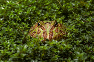South American horned frog Pacman frog