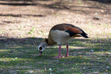 Egyptian goose on the grass field in a park
