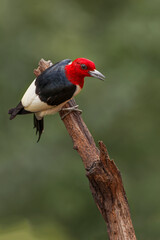 Red-bellied woodpecker