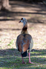 Egyptian goose on the grass field in a park