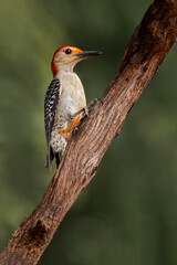 Red-bellied woodpecker