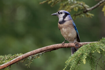 Blue jay