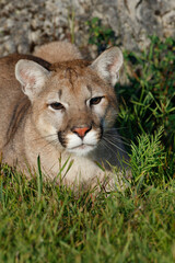 Obraz premium Mountain lion or puma