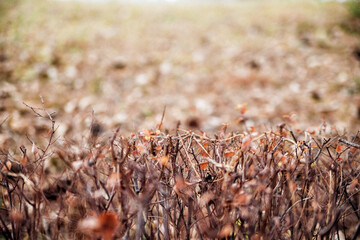 Hedge-shaped bushes in the park. Autumn season, Branches without leaves. Natural background.